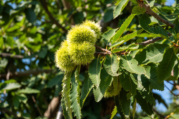 Green chestnut husks growing on a tree branch in summer, close-up view among green leaves.