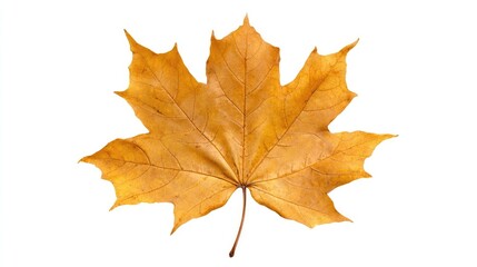 Fototapeta premium Autumnal maple leaf on white