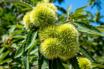 Green chestnut husks growing on a tree branch in summer, close-up view among green leaves.