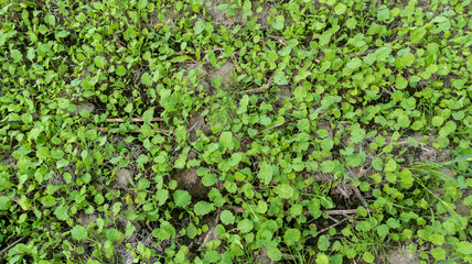 Young turnip leaves plants in the field, top view. Agricultural field sown with forage turnips for cattle feed