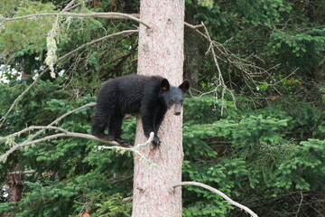 black bear cub © Anndrea