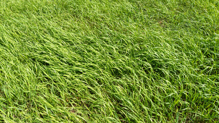 Tall, unmown grass on the lawn in the sunny summer garden, top view