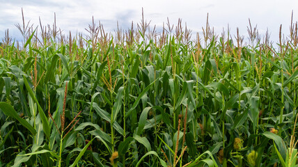 Fresh corn plants in field, green leaves, stem with cloudy blue sky background
