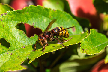 Close-up of European hornet (Vespa crabro) resting on green leaf