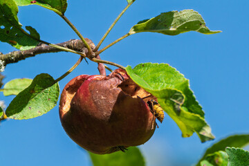 European hornet (Vespa crabro) feeding on rotting apple in summer orchard