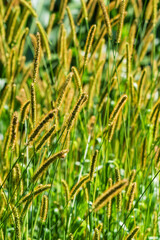 Yellow foxtail grass (Setaria pumila) in summer sunlight close-up
