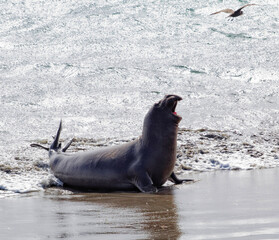 Fototapeta premium seal on the beach