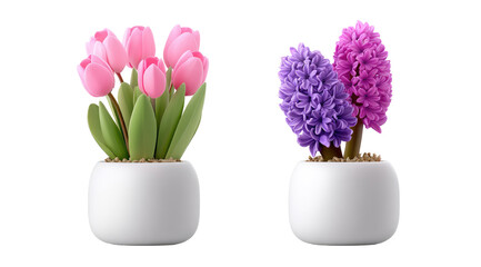 Two potted flowers, pink tulips and purple hyacinths, in white oval pots