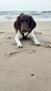 Pies na plaży, Mały Munsterlander, wyżeł na plaży węszący pies, uśmiechnięty psiak. Pies na wakacjach, urlop z psem.