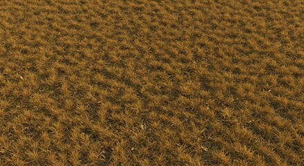 Golden dry grass field uniform texture evenly lit from above