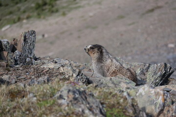 marmot in the mountains