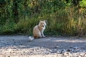peach fluffy cat, shaggy, in a collar, sits on the side of a country road, dry grass, on a walk, view from afar, village, thickets, tall weeds,
