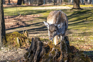 The fallow deer, Dama mesopotamica is a ruminant mammal