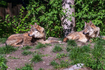 Naklejka premium European Grey Wolf, Canis lupus in a german park