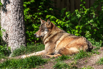 European Grey Wolf, Canis lupus in a german park