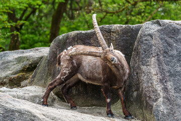 Alpine ibex, Capra ibex is a species of wild goat that lives in the mountains of the European Alps.