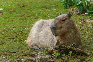 The Capybara, Hydrochoerus hydrochaeris is the largest living rodent in the world.