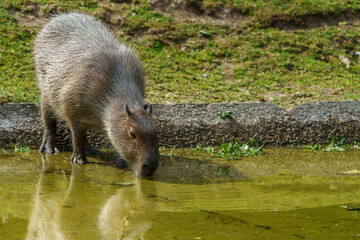 The Capybara, Hydrochoerus hydrochaeris is the largest living rodent in the world.