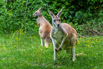 The red kangaroo, Macropus rufus is the largest of all kangaroos and the largest extant marsupial.
