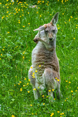 The red kangaroo, Macropus rufus is the largest of all kangaroos and the largest extant marsupial. © rudiernst