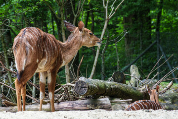 Family of Nyala Antelope - Tragelaphus angasii. Wild life animal.