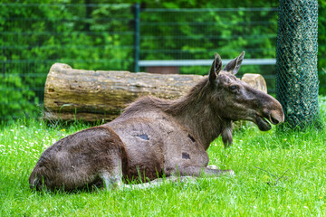European Moose, Alces alces, also known as the elk