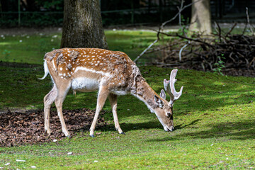 The fallow deer, Dama mesopotamica is a ruminant mammal