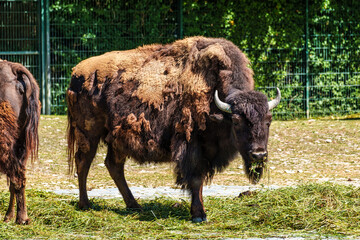 American buffalo known as bison, Bos bison in a german park