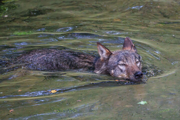 European Grey Wolf, Canis lupus swimming in a water pond © rudiernst