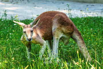 The red kangaroo, Macropus rufus is the largest of all kangaroos and the largest extant marsupial. © rudiernst