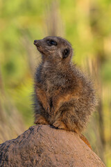 Meerkat, Suricata suricatta sitting on a stone and looking into the distance