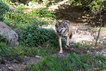 European Grey Wolf, Canis lupus in a german park