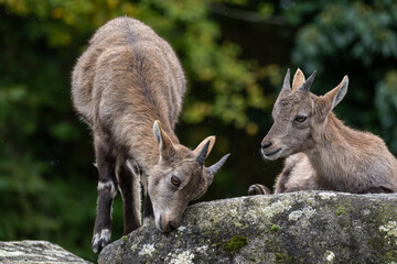 Young baby mountain ibex or capra ibex on a rock
