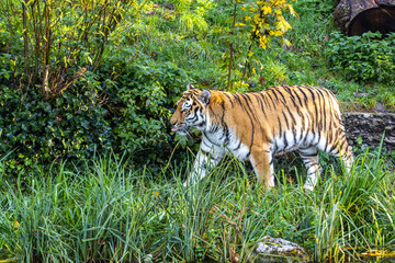 The Siberian tiger,Panthera tigris altaica in a park