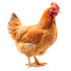 Brown Hen on White Background