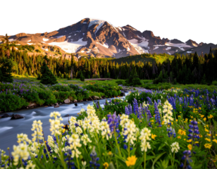 mount rainier national park png image