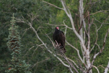 Vulture