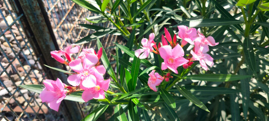 Close u shot of Pink Oleander flower.
