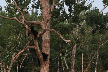 black bear cubs