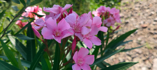 Close u shot of Pink Oleander flower.