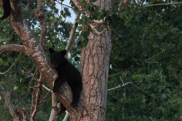 black bear cub © Anndrea