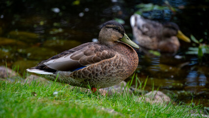 Mallard duck resting gracefully by the water in a serene natural environment