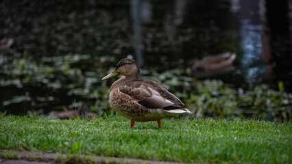 Mallard duck walking on green grass near a pond in early morning light, creating a peaceful natural atmosphere