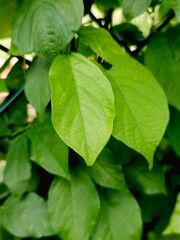green leaves in the garden