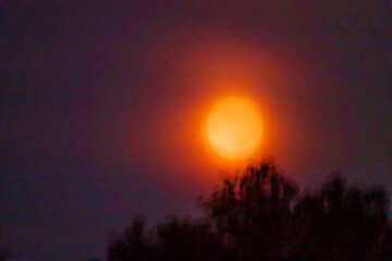 Strawberry moon under black trees