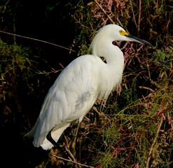 Snowy Egret