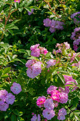 nice roses in the park