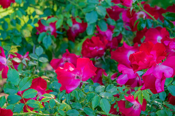 nice roses in the park