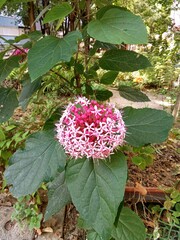 flower in the garden