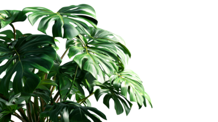 Large green monstera plant leaves with natural veins and glossy finish